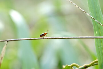 Monolepta found in vegetable plots.