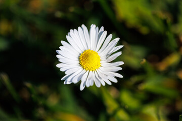 Fototapeta premium Macro photography of a daisy