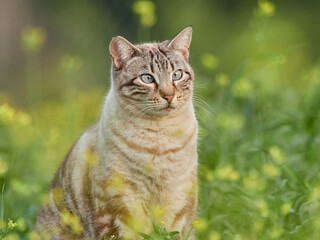 Feline. Stray cat. Felis catus.