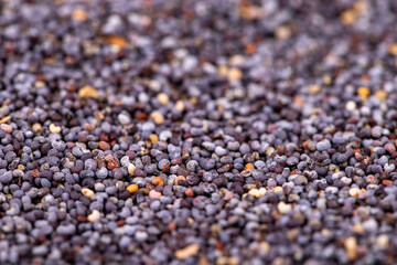 Blue poppy seeds. Spices concept. Background made of blue poppy seeds. Close up