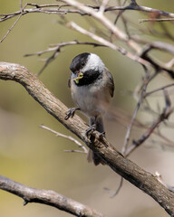 A black capped chickadee (Poecile atricapillus) holding food in its beak while perched on a tree branch