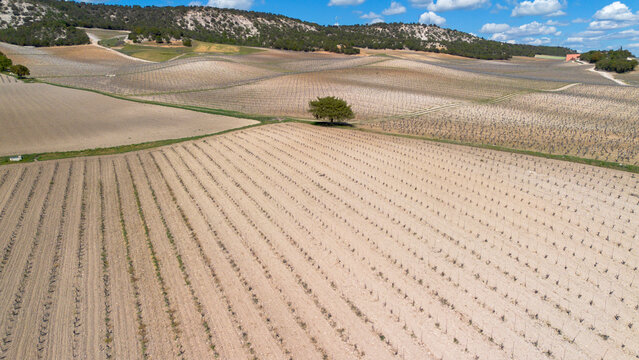 Aerial view vineyards in late spring in the Ribera del Duero denomination of origin area in Castilla y L&eacute;on in Spain