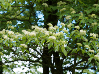 Cornus sanguinea | Common Dogwood. Popular shrub with greenish-brown branches, dark to pale green...