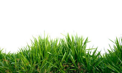 green grass on a transparent background