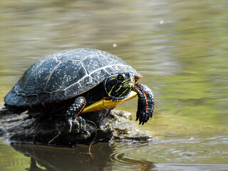Obraz premium Painted turtle giving me the wave