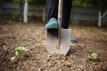 The diligent efforts of a farmer as he toils in the garden, utilizing a shovel to turn over the...
