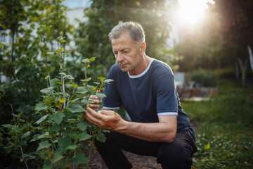 A tight shot captures a man diligently tending to a garden, gently touching the leaves of a bush to assess the plant's quality.