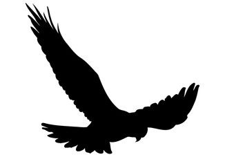 Silhouette Tattoo Of the Hawk Flying in the Sky Looking Down Fully Editable Vector File