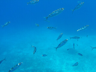Obraz premium UNDERWATER sea level photo. Marine life of the Voutoumi beach, ANTIPAXOS island, Greece.