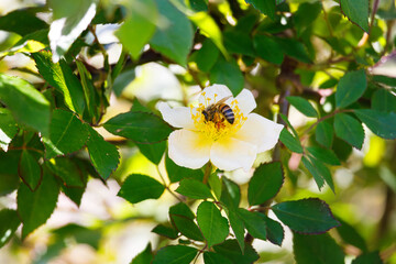 Macro photography of bee on a flower