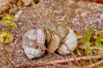 schnecke