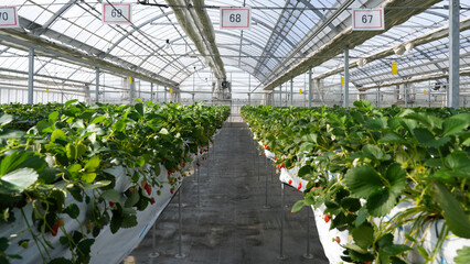 Nursery row of organic strawberry farm with juicy and delicious taste in house glass for harvest peak tourist season in Japan