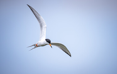 Common Tern on a hovering fish hunt