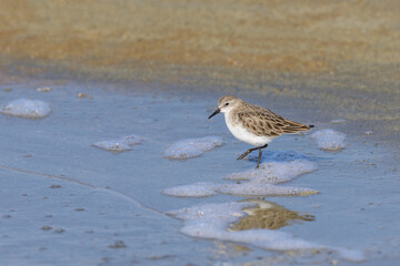 A Little Stint standing in the water at the beach