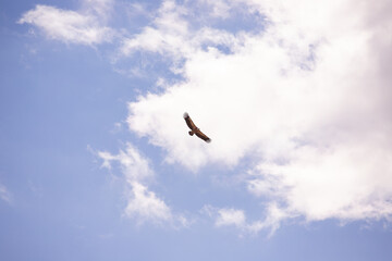 Eagle flying in the sky.