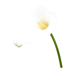 Calla lily isolated transparent (.png file)