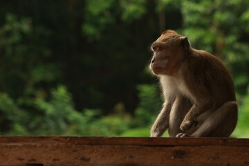 Plangon Cirebon Indonesian monkey, one of the animal species from the class Mammalia, order Primates and family Cercopithecidae, namely Macaca fascicularis or long-tailed Monkey
