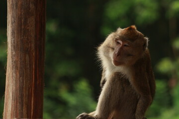 Plangon Cirebon Indonesian monkey, one of the animal species from the class Mammalia, order Primates and family Cercopithecidae, namely Macaca fascicularis or long-tailed Monkey