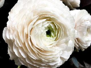 Beautiful white flowers on dark background close up.White ranunculus flowers.