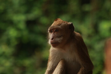 Naklejka premium Plangon Cirebon Indonesian monkey, one of the animal species from the class Mammalia, order Primates and family Cercopithecidae, namely Macaca fascicularis or long-tailed Monkey