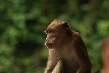 Plangon Cirebon Indonesian monkey, one of the animal species from the class Mammalia, order Primates and family Cercopithecidae, namely Macaca fascicularis or long-tailed Monkey