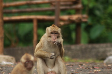 Plangon Cirebon Indonesian monkey, one of the animal species from the class Mammalia, order Primates and family Cercopithecidae, namely Macaca fascicularis or long-tailed Monkey