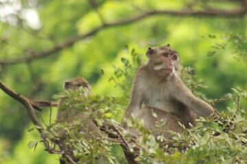 Naklejka na ściany i meble Plangon Cirebon Indonesian monkey, one of the animal species from the class Mammalia, order Primates and family Cercopithecidae, namely Macaca fascicularis or long-tailed Monkey