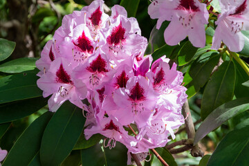 Close-up of pink rhododendron flowers in the Real Jardin Botanico in Madrid, Spain, horizontal