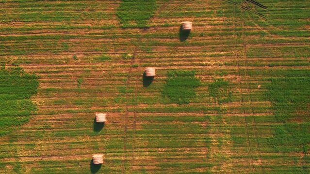 Straw haystacks in agriculture wheat field. Vertical video. Cultivated field
