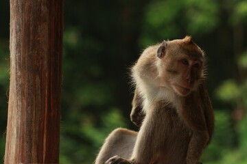 Plangon Cirebon Indonesian monkey, one of the animal species from the class Mammalia, order Primates and family Cercopithecidae, namely Macaca fascicularis or long-tailed Monkey
