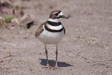 Killdeer by shoreline hunting for food on bright spring sunny day