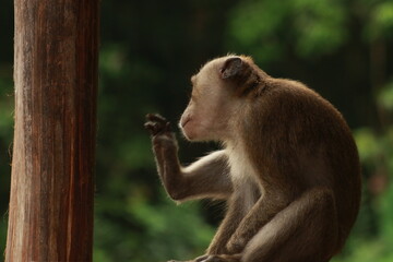 Naklejka na ściany i meble Plangon Cirebon Indonesian monkey, one of the animal species from the class Mammalia, order Primates and family Cercopithecidae, namely Macaca fascicularis or long-tailed Monkey