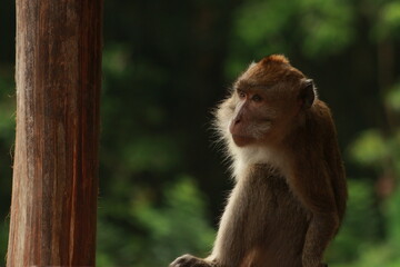 Plangon Cirebon Indonesian monkey, one of the animal species from the class Mammalia, order Primates and family Cercopithecidae, namely Macaca fascicularis or long-tailed Monkey