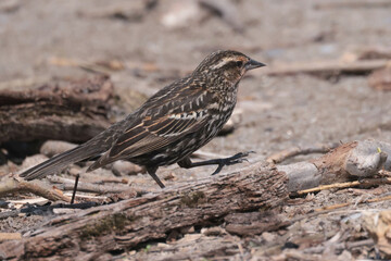 Female Red Winged Blackbird on bright sunny spring day foraging for food in the marsh