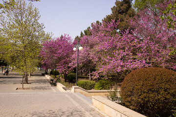 Lilac flowers on the trees in the park.