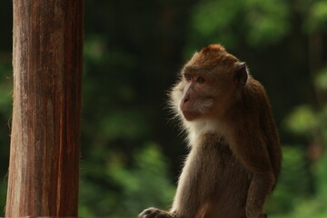 Plangon Cirebon Indonesian monkey, one of the animal species from the class Mammalia, order Primates and family Cercopithecidae, namely Macaca fascicularis or long-tailed Monkey