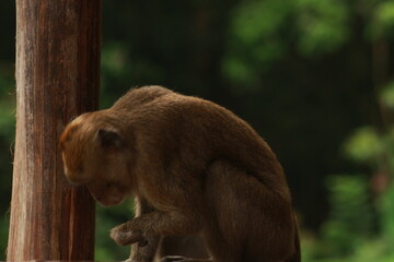 Obraz premium Plangon Cirebon Indonesian monkey, one of the animal species from the class Mammalia, order Primates and family Cercopithecidae, namely Macaca fascicularis or long-tailed Monkey