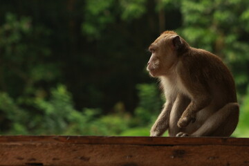 Plangon Cirebon Indonesian monkey, one of the animal species from the class Mammalia, order Primates and family Cercopithecidae, namely Macaca fascicularis or long-tailed Monkey