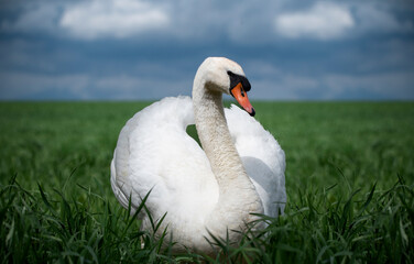 A swan sitting on a vast meadow in the grass.
