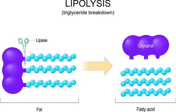 Lipolysis. Triglyceride Breakdown.
