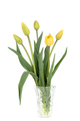 Bouquet of yellow tulips in a crystal vase on a white background.