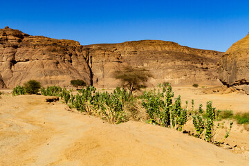 Apple of Sodom,  Oscher tree, calotrope  (Calotropis procera). Plant growing like a weed in desert....