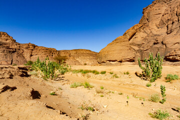 Apple of Sodom,  Oscher tree, calotrope  (Calotropis procera). Plant growing like a weed in desert....