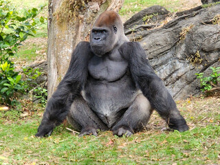 Gorilla sitting in grass