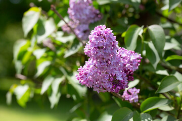 Blossom lilac flowers in spring in garden. branch of Blossoming purple lilacs in spring. Blooming lilac bush. Blossoming purple and violet lilac flowers.