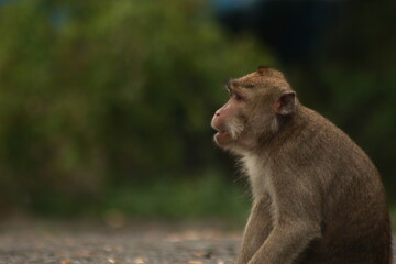 Plangon Cirebon Indonesian monkey, one of the animal species from the class Mammalia, order Primates and family Cercopithecidae, namely Macaca fascicularis or long-tailed Monkey