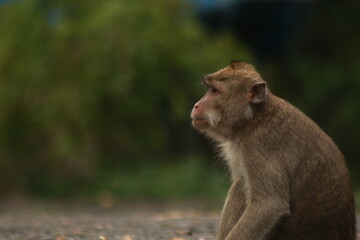 Plangon Cirebon Indonesian monkey, one of the animal species from the class Mammalia, order Primates and family Cercopithecidae, namely Macaca fascicularis or long-tailed Monkey