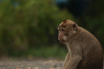 Plangon Cirebon Indonesian monkey, one of the animal species from the class Mammalia, order Primates and family Cercopithecidae, namely Macaca fascicularis or long-tailed Monkey