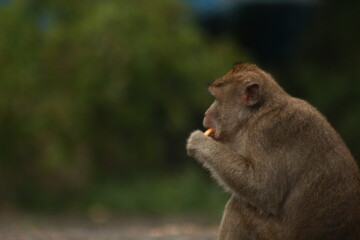 Plangon Cirebon Indonesian monkey, one of the animal species from the class Mammalia, order Primates and family Cercopithecidae, namely Macaca fascicularis or long-tailed Monkey
