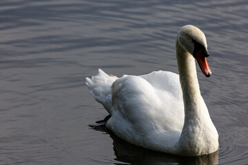 White mute swan swimming in a lake